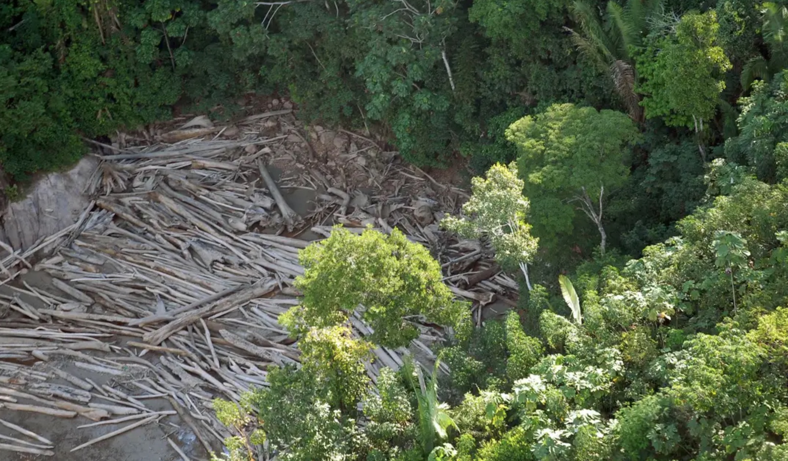 Réu deve pagar quase R$ 1 milhão por destruição de área protegida no Amazonas