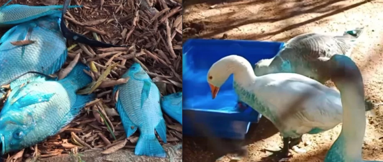 MPSP instaura inquérito para investigar contaminação de lago que deixou animais azuis