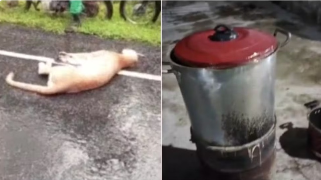 Onça morre atropelada no Ceará e acaba virando ensopado