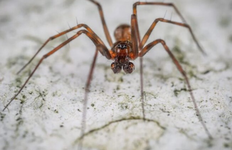 Aranhas "parrudas" invadem casas e assustam moradores de bairros de SP