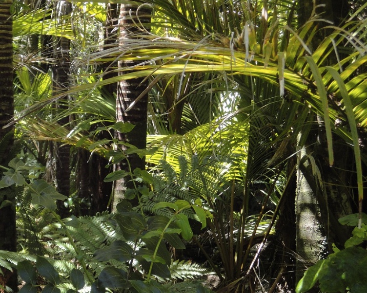 STJ mantém demolição de imóvel construído irregularmente em área verde de Manaus