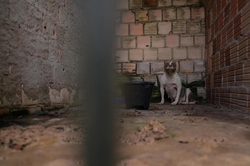Canil com cães Pit Monster vivendo entre fezes e sem água é desativado em Manaus