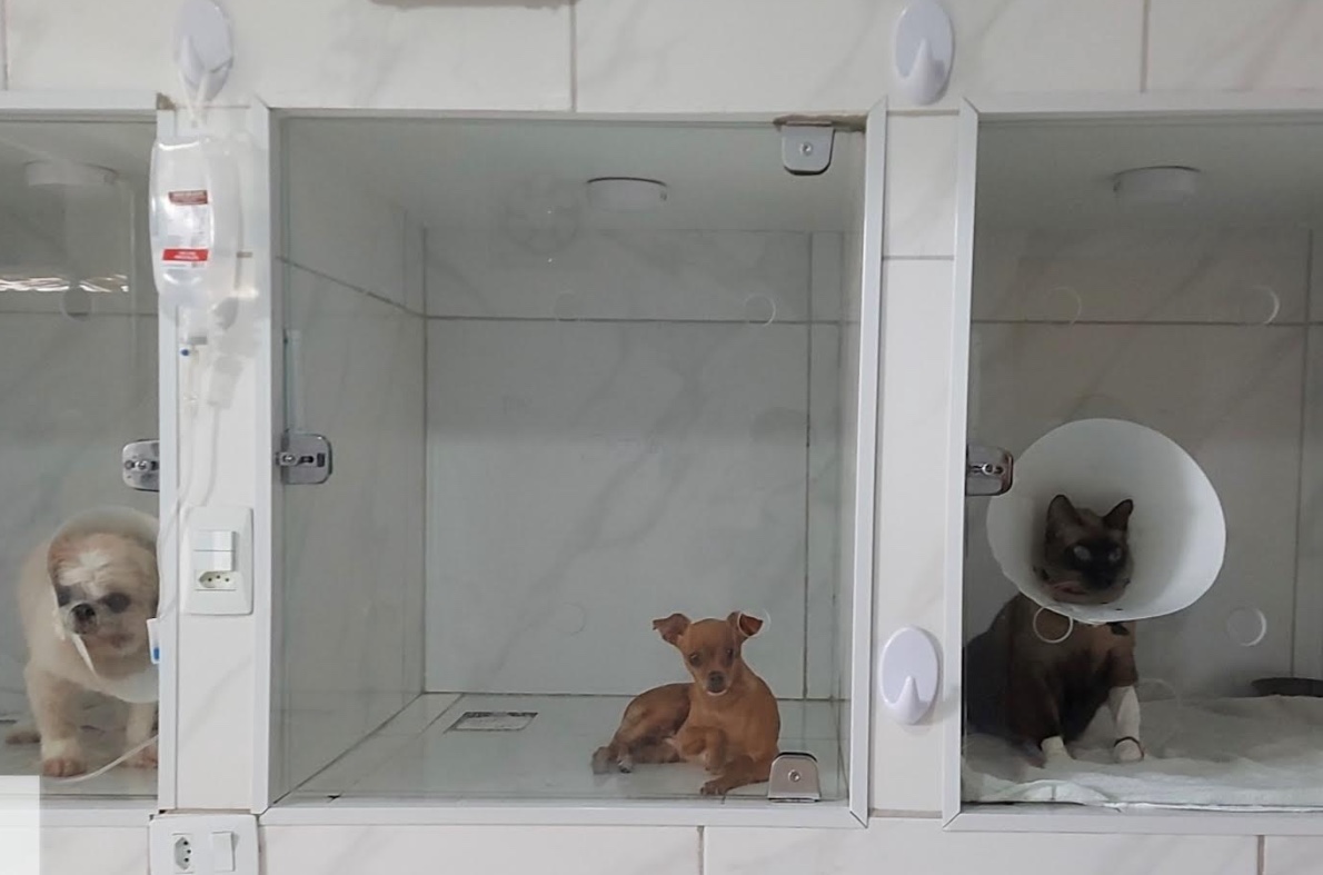 Clínicas veterinárias clandestinas no Amazonas serão fiscalizadas e interditadas