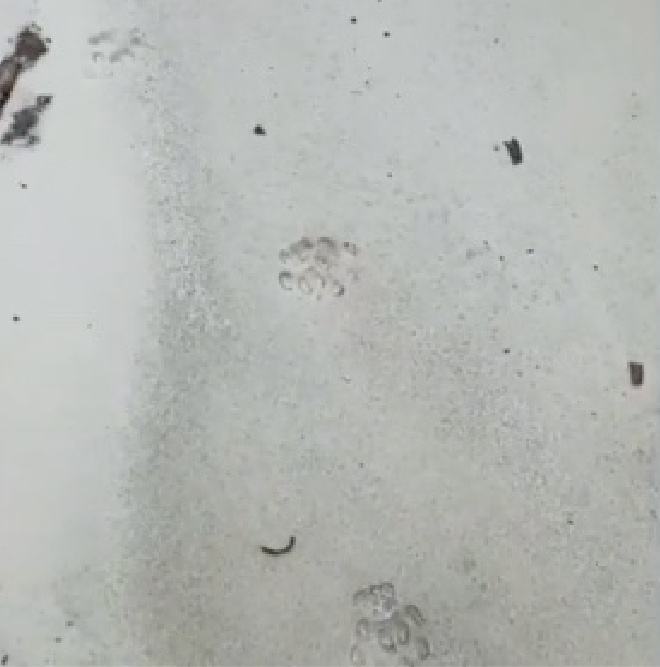 Parque das Orquídeas em Presidente Figueiredo reabre após presença de onça