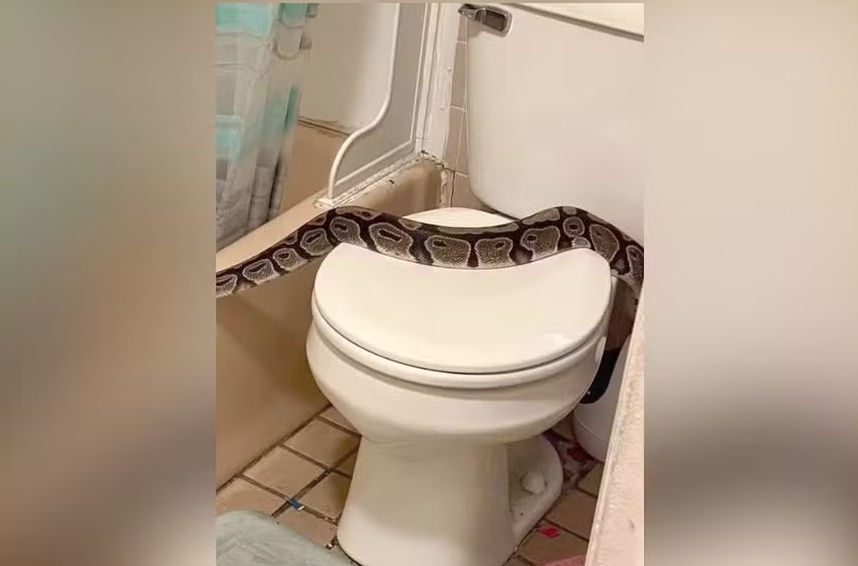Moradora entra em pânico ao encontrar cobra de quase dois metros em banheiro