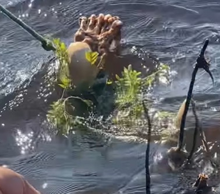 Perna de homem desaparecido é encontrada boiando no rio em Coari