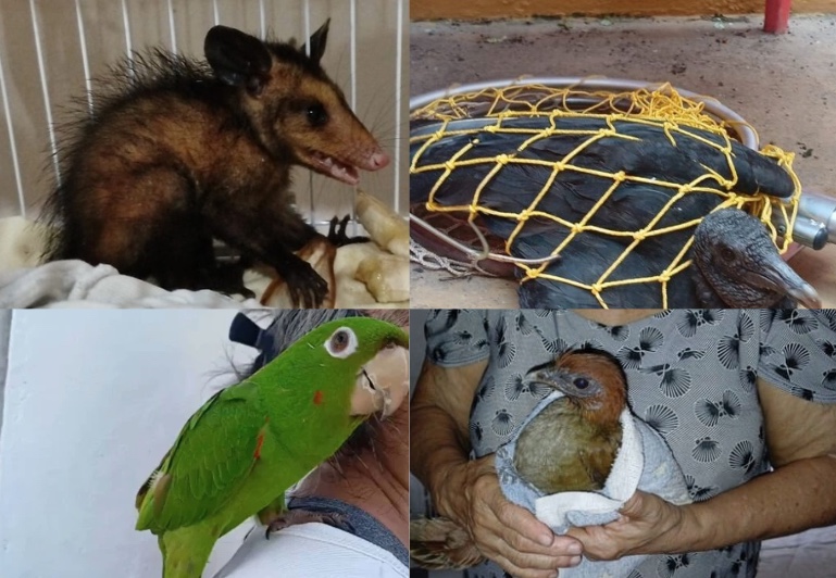 Quatro animais silvestres são resgatados pelo Ipaam em diferentes bairros de Manaus