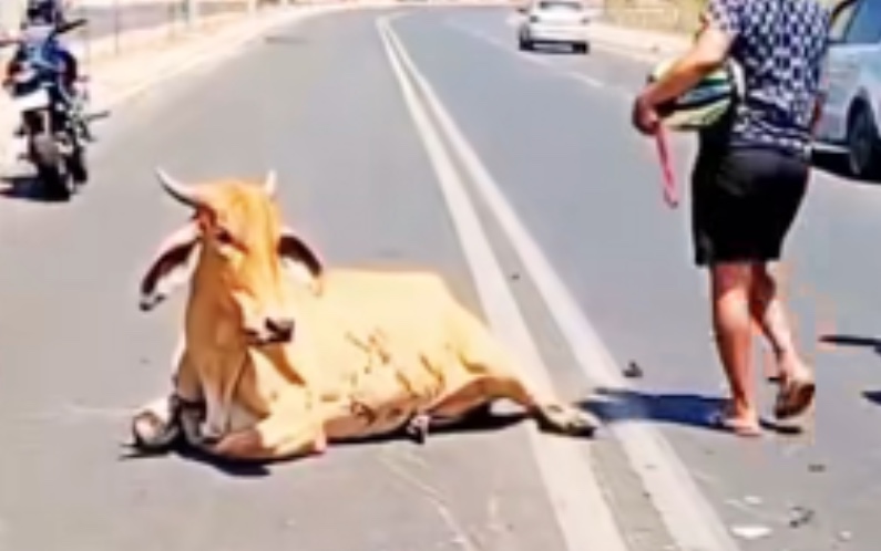 Motociclista morre em colisão com vaca e animal é esquartejado vivo na rua