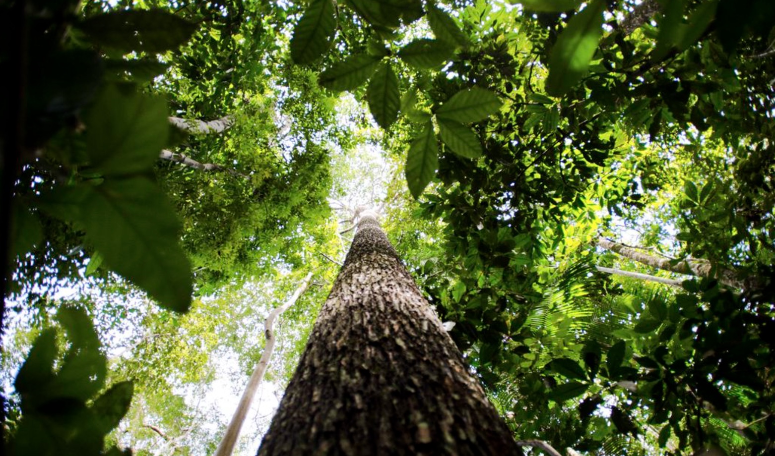 Justiça suspende edital de créditos de carbono no Amazonas; entenda