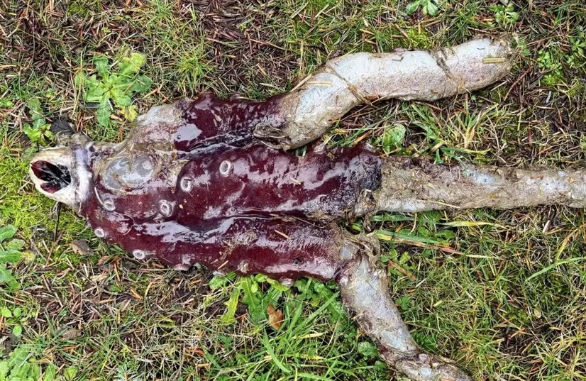 Banhista encontra criatura raríssima em praia da Escócia: "Nunca vimos algo assim"