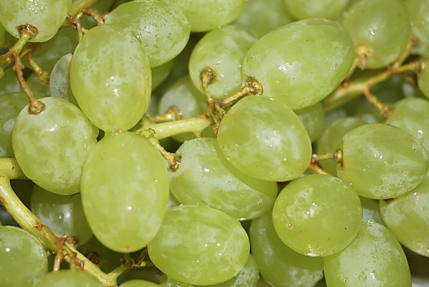 Por que comemos 12 uvas no Réveillon? Conheça a origem e o significado da tradição