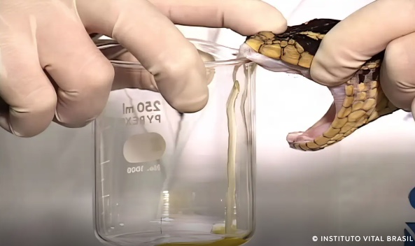 Cientistas brasileiros descobrem como aumentar o poder de cura dos soros antiveneno