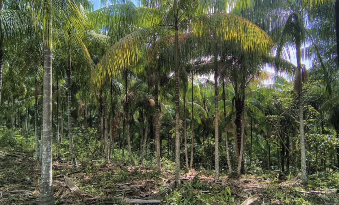 Tapauá aposta em projeto de açaí nativo para gerar renda e conservar floresta