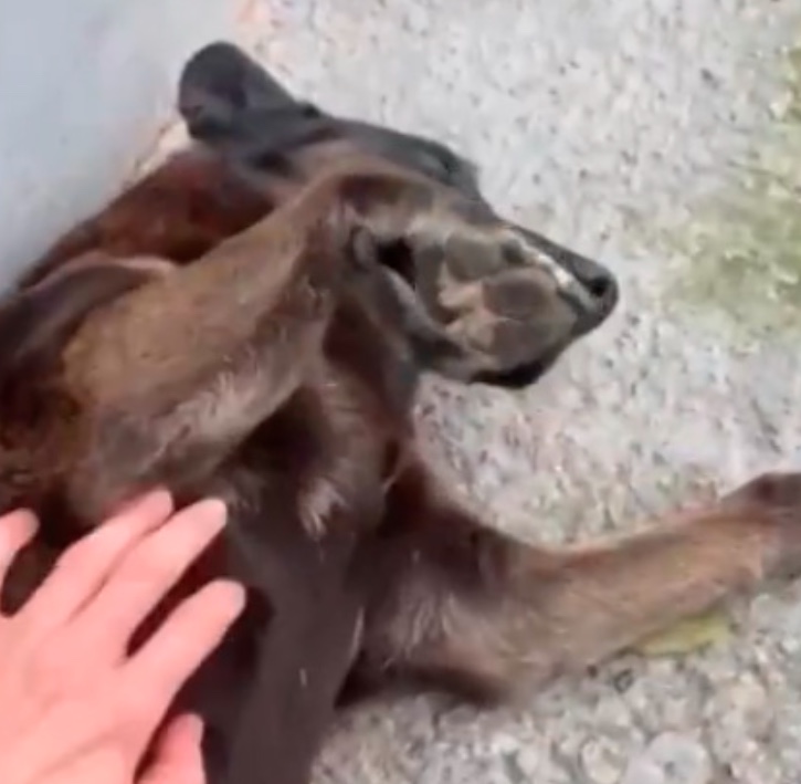 Adolescentes suspeitos de torturar cão Orelha dizem sofrer "linchamento virtual"