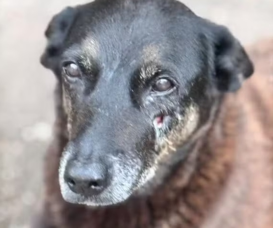 Adolescente suspeito de agredir cão Orelha pode ser impedido de sair do país, diz polícia