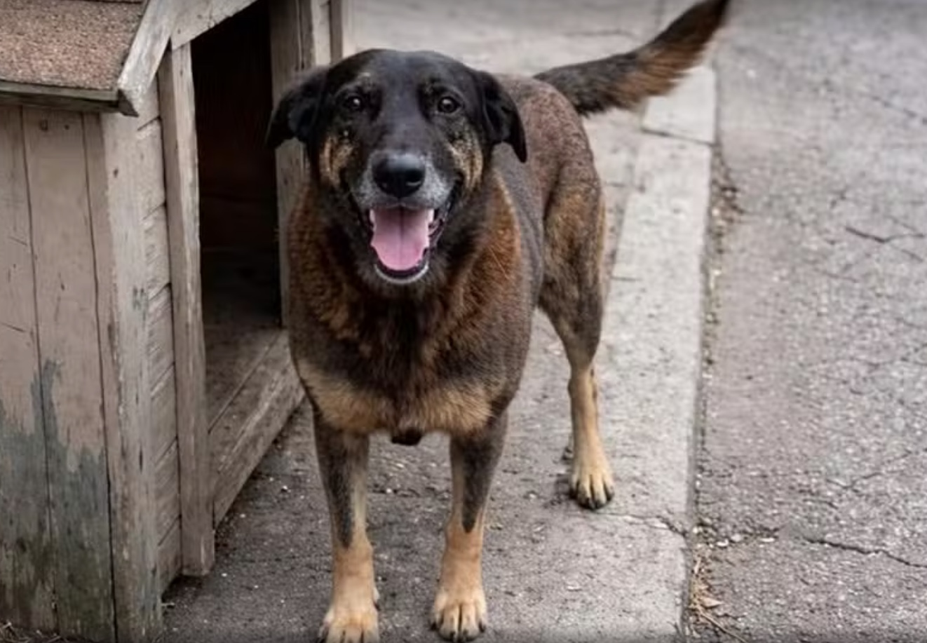 "Pequei": Moradora admite que espalhou informação falsa em caso do cão Orelha