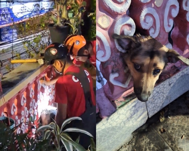 Cachorro fica com cabeça presa em mureta e é salvo pelos Bombeiros em Manaus