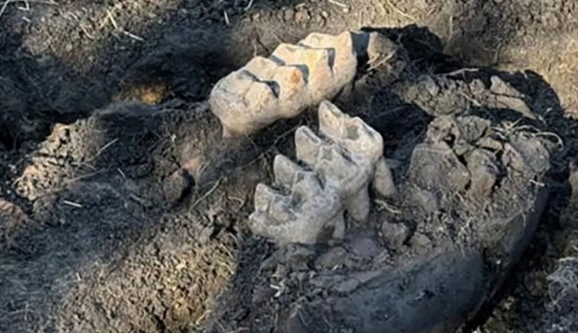 Mandíbula de mastodontes é encontrada em quintal de casa em NY