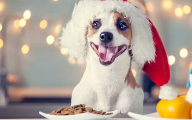 Natal e Réveillon Pet: especialistas alertam para riscos alimentares e estress