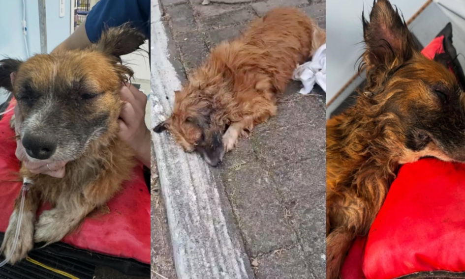 Cachorro resgatado após ser enterrado vivo no RS morre em clínica veterinária