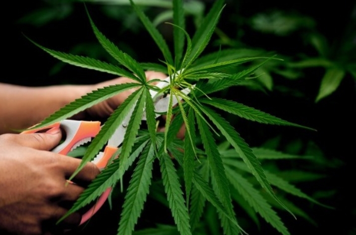 Justiça barra cultivo de cannabis medicinal no Amazonas por documentação vencida