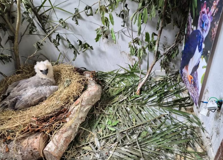 Projeto pede ajuda para encontrar ninho de filhote de gavião-real no Amazonas