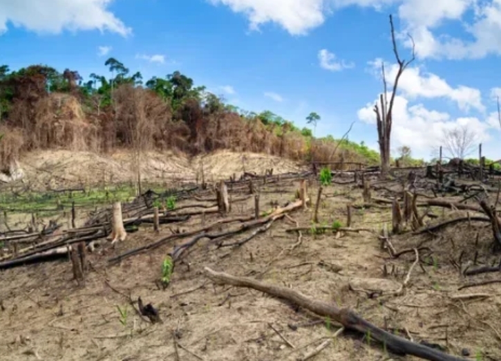 Réu é condenado a pagar R$ 2 milhões por desmatamento ilegal em Boca do Acre