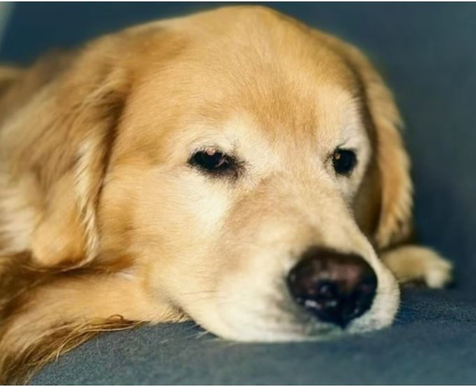 Gol tem até hoje para explicar morte do cão Joca durante viagem