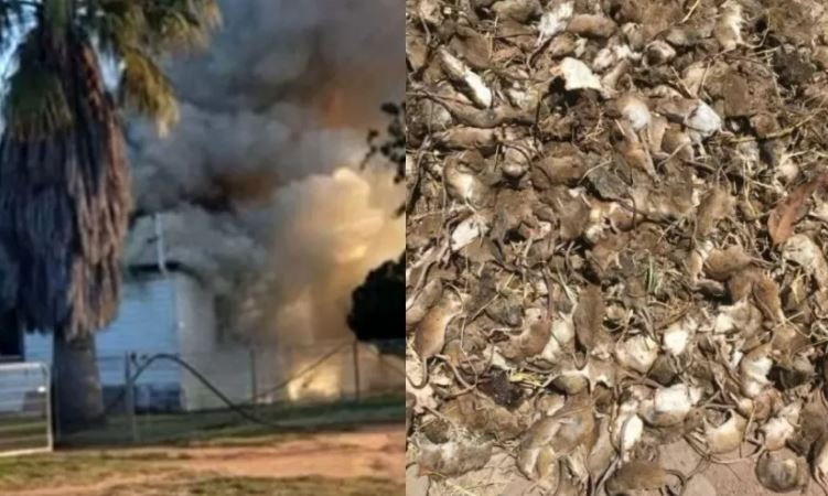 Família fica desabrigada após ratos roerem fios e causarem incêndio