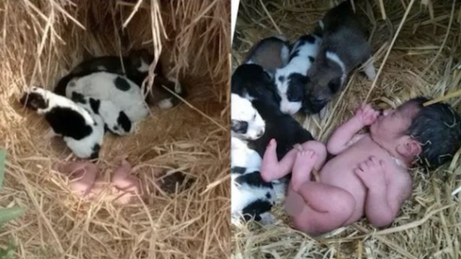 Recém-nascida abandonada ao relento é salva por ninhada de filhotes de cachorro