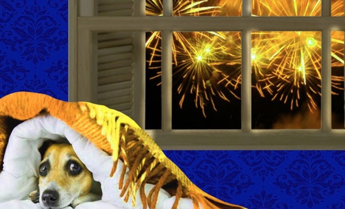 Por que cachorros têm medo de fogos de artifício? Veja dicas para acalmar seu pet