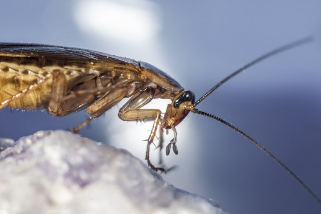 Homem vai parar no hospital após ficar três dias com barata dentro da orelha