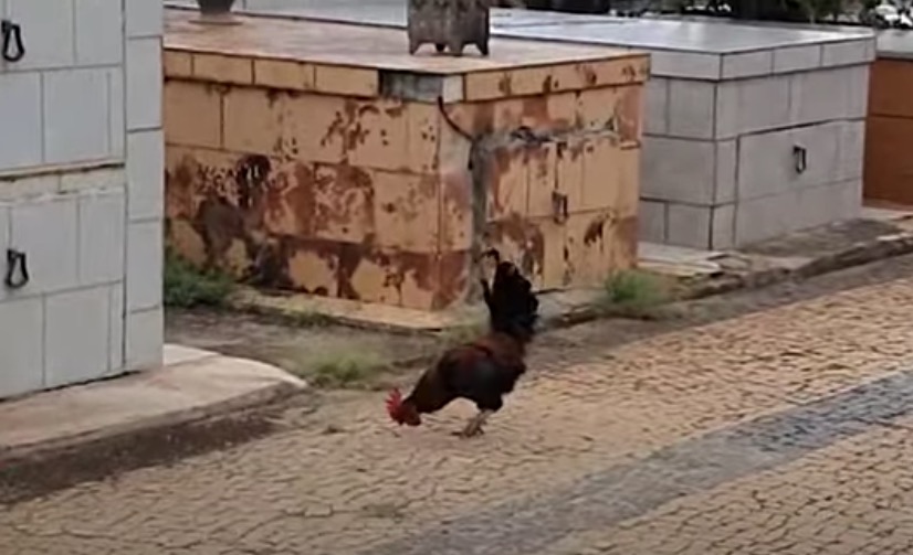 Galo morador de cemitério vira alvo de denúncia em prefeitura: 'canta muito alto'