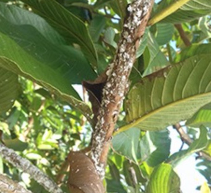 Pesquisadores identificam praga exótica em goiabeiras de municípios do Amazonas