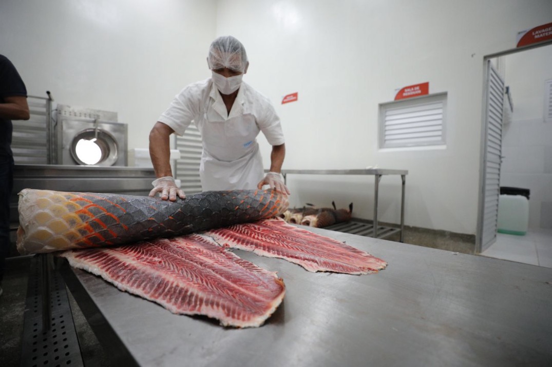 Pirarucu manejado do Médio Juruá recebe certificação sanitária que beneficia 700 famílias