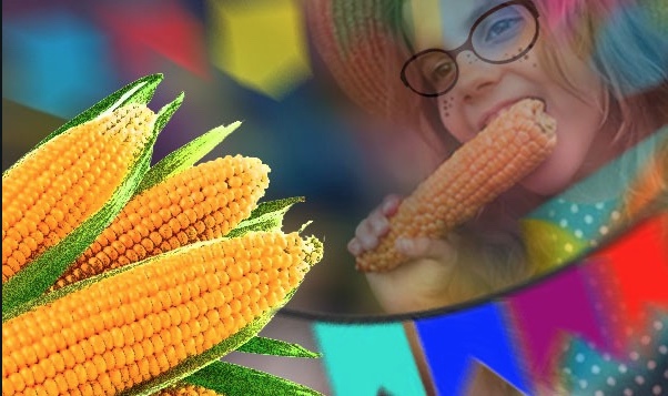 Rico em vitaminas e antioxidantes, confira os benefícios do milho à saúde