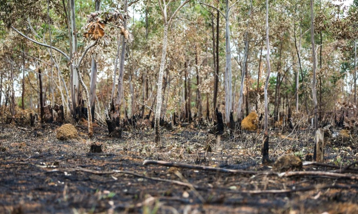 Apesar das chuvas, alertas de desmatamento na Amazônia têm piores índices em fevereiro