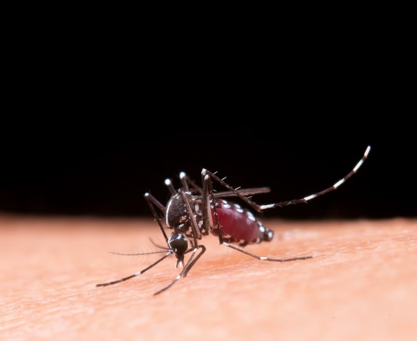 Diagnóstico precoce e tratamento da dengue em crianças evitam internações, alerta pediatra