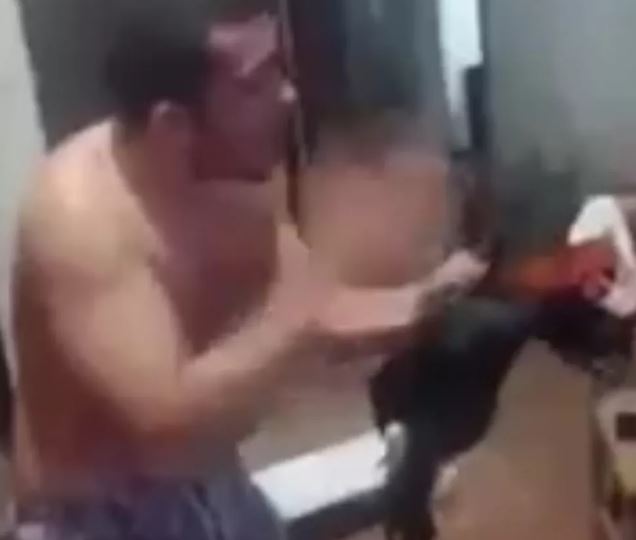 Flamenguista é denunciado por bater em galo após jogo de time contra Atlético-MG