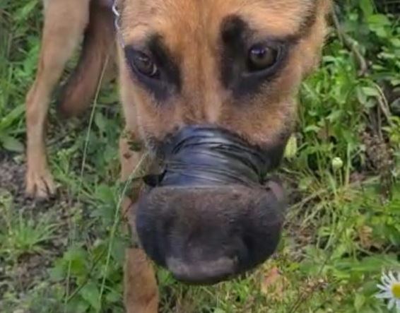 Cadela tem focinho amarrado e garganta cortada em suposto ritual