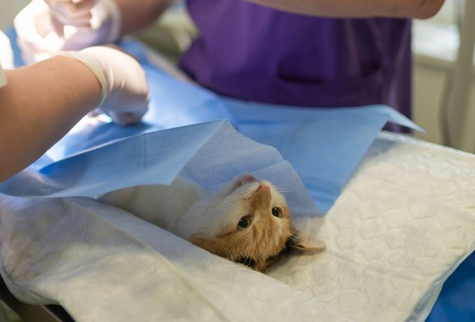 Construção do hospital público veterinário do Amazonas terá início nesta terça-feira