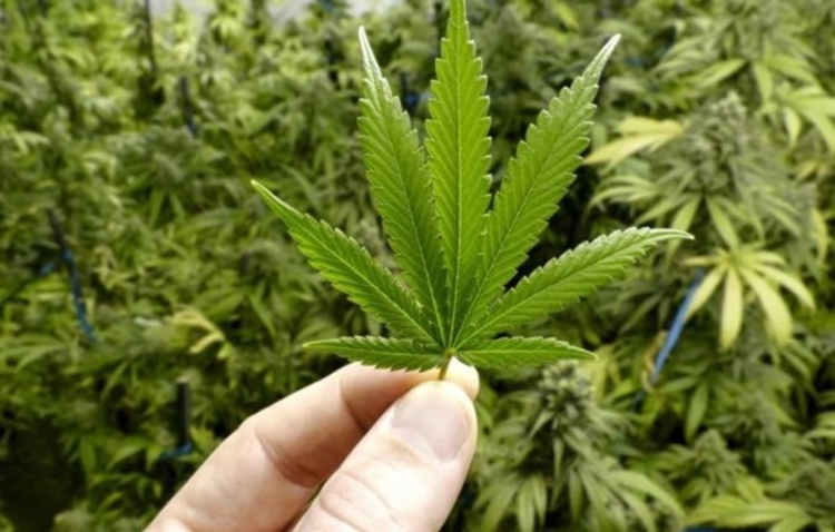 STJ autoriza plantio de cannabis para fins medicinais em dois casos