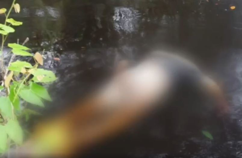 Com rosto devorado por peixes, homem é achado boiando em rio de Manaus