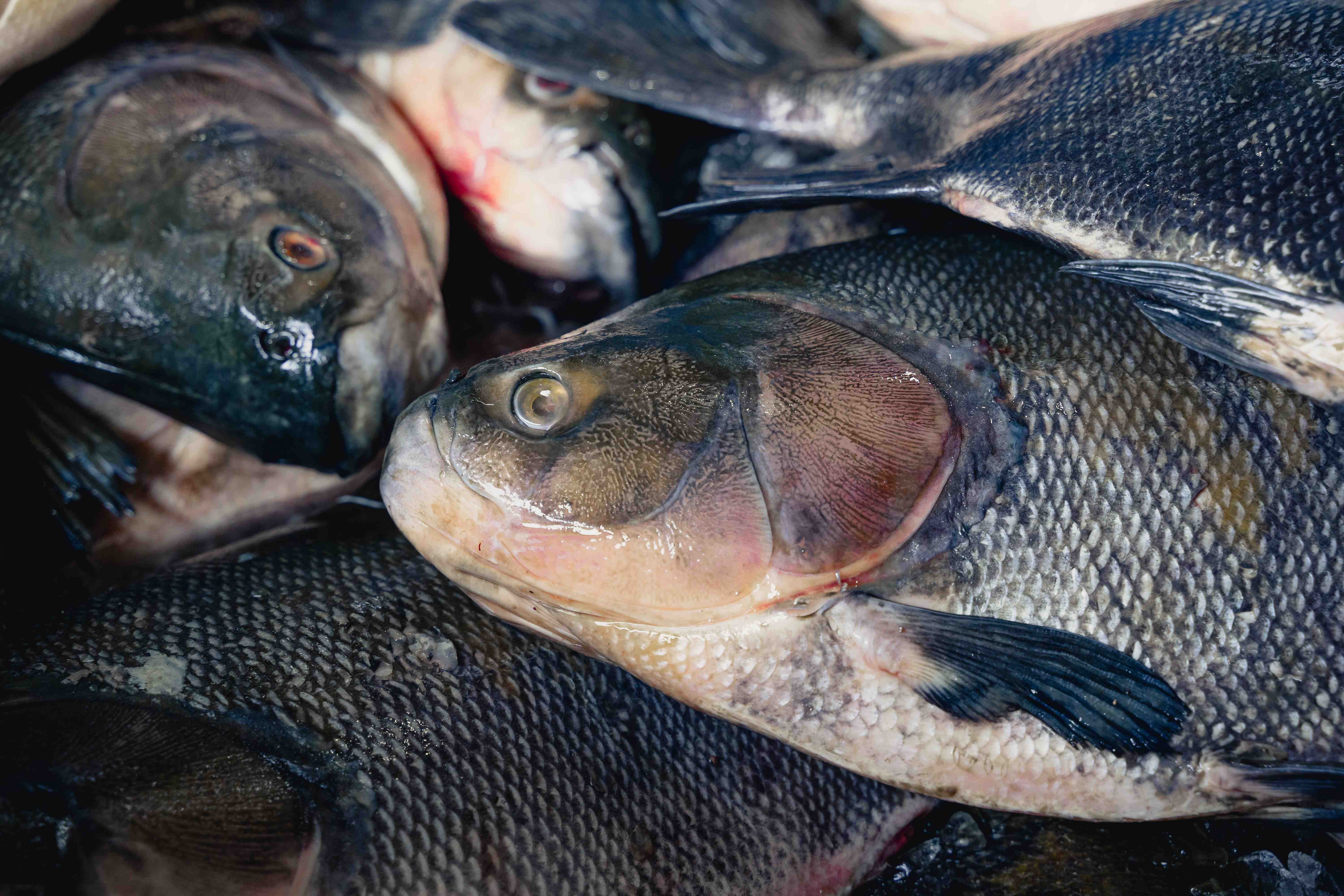 Feira do Tambaqui oferta 9 toneladas de pescado em Manaus neste fim de sema