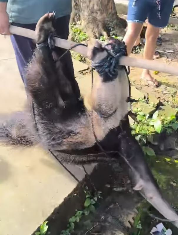 Tamanduá é resgatado após ficar à deriva no meio do rio em Manicoré