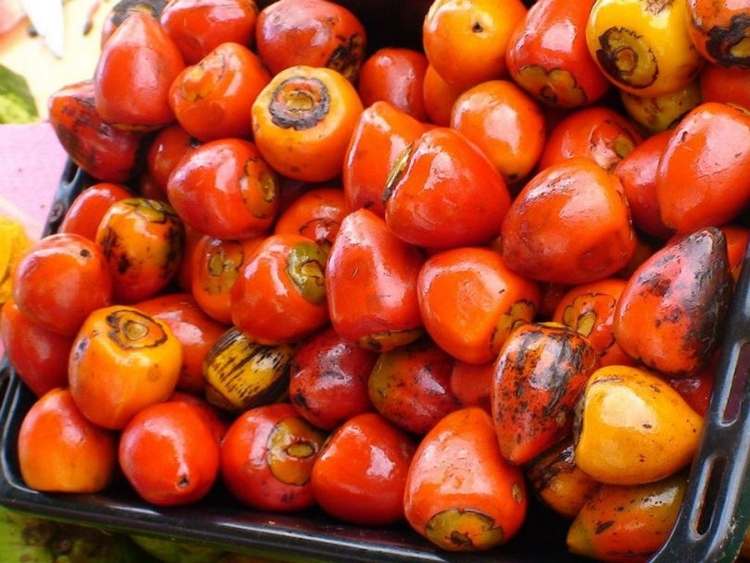 Vitaminada, Pupunha ajuda a fortalecer a imunidade; conheça benefícios 