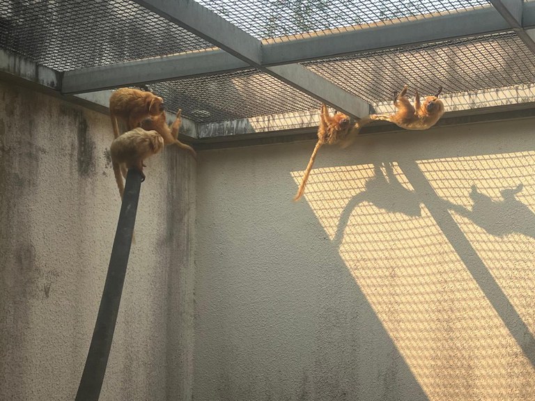 PF desarticula rede criminosa de tráfico nacional e internacional de animais silvestres