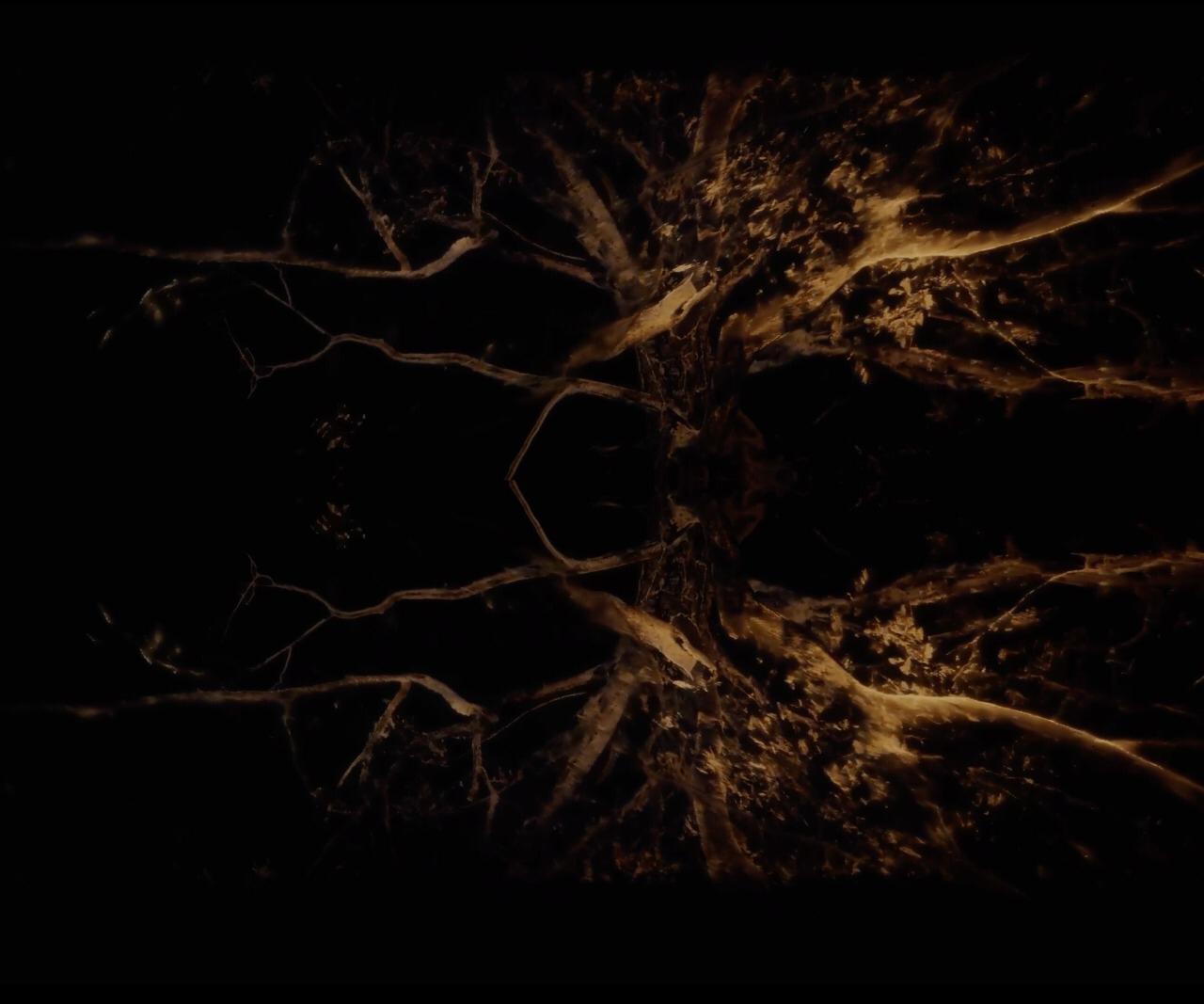 Árvore mais antiga da Amazônia vira obra de arte feita por britânicos