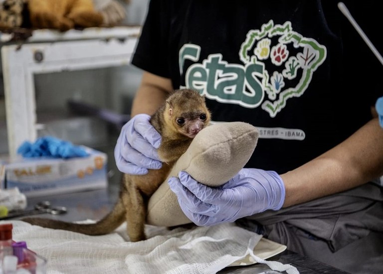 Ibama e Fiocruz firmam acordo para pesquisas com animais silvestres no Amazonas