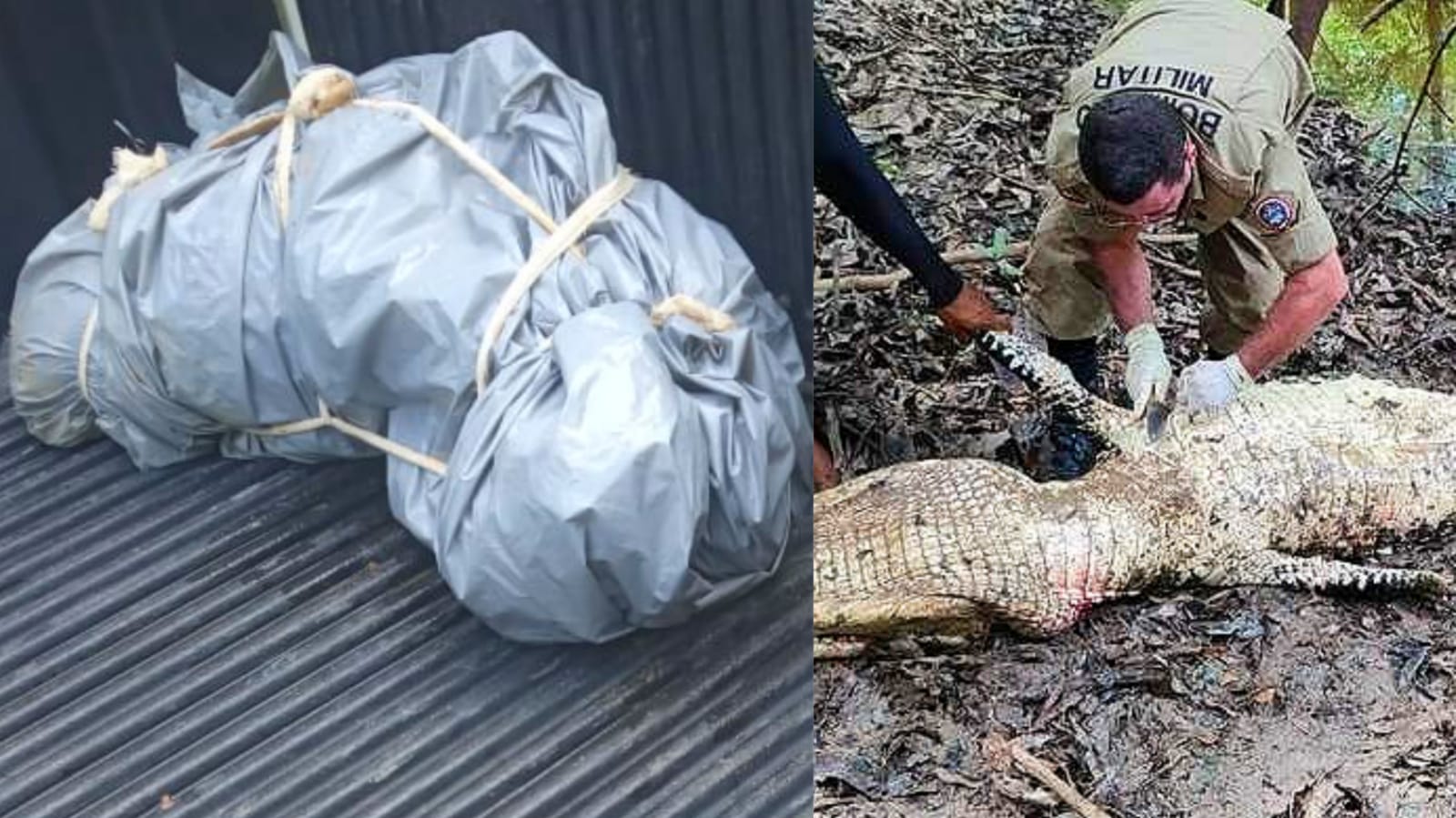 Pescador desaparecido é encontrado sendo devorado por jacaré no Amazonas
